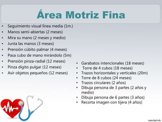 Área Motriz Fina
• Seguimiento visual línea media (1m.)
• Manos semi-abiertas (2 meses)
• Mira su mano (2 meses y medio)
• Junta las manos (3 meses)
• Prensión cúbito palmar (4 meses)
• Pasa cubo de mano mirándolo (5m)
• Prensión pinza-radial (12 meses)
• Pinza dígito pulgar (12 meses)
• Asir objetos pequeños (12 meses)
• Garabatos intencionales (18 meses)
• Torre de 4 cubos (18 meses)
• Trazos horizontales y verticales (20m)
• Torre de 8 cubos (24 meses)
• Trazos circulares (2 años)
• Dibuja persona de 3 partes (2 años y
medio)
• Dibuja persona de 6 partes (3 años)
• Recorta imagen con tijera (4 años)
 