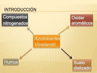 Crecimiento de azotobacter vinelandii en nutrientes del suelo | PPTX