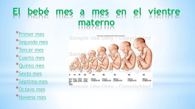 Crecimiento Del Bebe Mes A Mes Crecimiento Del Bebe Mes A Mes