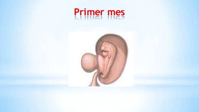 Crecimiento Del Bebe Mes A Mes Crecimiento Del Bebe Mes A Mes