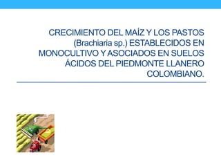 CRECIMIENTO DEL MAÍZ Y LOS PASTOS
(Brachiaria sp.) ESTABLECIDOS EN
MONOCULTIVO YASOCIADOS EN SUELOS
ÁCIDOS DEL PIEDMONTE LLANERO
COLOMBIANO.
 