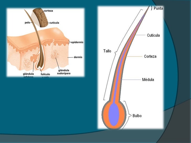 Crecimiento del pelo y cabello