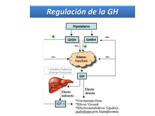 Regulación de la GH
 