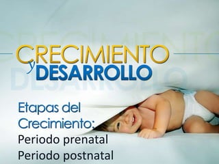 y
Periodo prenatal
Periodo postnatal
 