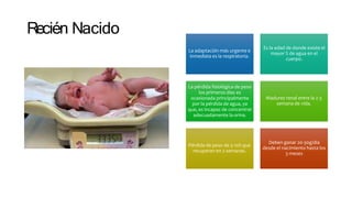 Recién Nacido
La adaptación más urgente e
inmediata es la respiratoria.
Es la edad de donde existe el
mayor % de agua en el
cuerpo.
La pérdida fisiológica de peso
los primeros días es
ocasionada principalmente
por la pérdida de agua, ya
que, es incapaz de concentrar
adecuadamente la orina.
Madurez renal entre la 2-3
semana de vida.
Pérdida de peso de 5-10% que
recuperan en 2 semanas.
Deben ganar 20-30g/día
desde el nacimiento hasta los
3 meses
 