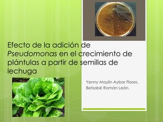 Efecto de la adición de
Pseudomonas en el crecimiento de
plántulas a partir de semillas de
lechuga
Yenny Maylin Aybar Flores.
Betsabé Román León.
 