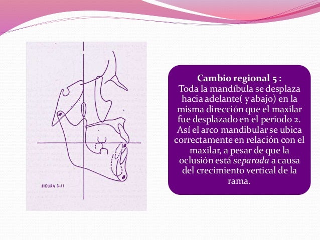 Crecimiento maxilofacial donald h. enlow pdf Crecimiento maxilofacial donald h. enlow pdf