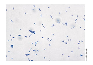 Crecimiento Microbiano
