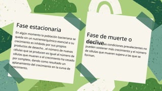 Fase estacionaria
En algún momento la población bacteriana se
queda sin un nutriente/químico esencial o su
crecimiento es inhibido por sus propios
productos de desecho , el número de nuevas
células que se producen es igual al número de
células que mueren o el crecimiento ha cesado
por completo, dando como resultado un
aplanamiento del crecimiento en la curva de
crecimiento.
Fase de muerte o
declive
En esta fase las condiciones prevalecientes no
pueden sostener más crecimiento y el número
de células que mueren supera a las que se
forman.
 