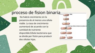 proceso de fision binaria
No habrá crecimiento sin la
presencia de al menos una célula
viable. La tasa de crecimiento
aumentará de acuerdo con la
cantidad de nutriente
disponible.Célula bacteriana que
se divide por fisión para producir
dos células hijas.
 