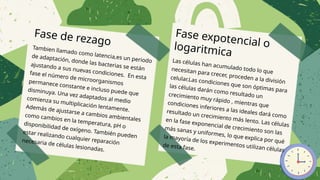 Fase de rezago
Tambien llamado como latencia,es un periodo
de adaptación, donde las bacterias se están
ajustando a sus nuevas condiciones. En esta
fase el número de microorganismos
permanece constante e incluso puede que
disminuya. Una vez adaptados al medio
comienza su multiplicación lentamente.
Además de ajustarse a cambios ambientales
como cambios en la temperatura, pH o
disponibilidad de oxígeno. También pueden
estar realizando cualquier reparación
necesaria de células lesionadas.
Fase expotencial o
logaritmica
Las células han acumulado todo lo que
necesitan para crecer, proceden a la división
celular.Las condiciones que son óptimas para
las células darán como resultado un
crecimiento muy rápido , mientras que
condiciones inferiores a las ideales dará como
resultado un crecimiento más lento. Las células
en la fase exponencial de crecimiento son las
más sanas y uniformes, lo que explica por qué
la mayoría de los experimentos utilizan células
de esta fase.
 