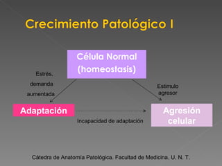 Célula Normal (homeostasis) Adaptación Agresión celular Estimulo agresor Incapacidad de adaptación Estrés,  demanda  aumentada Cátedra de Anatomía Patológica. Facultad de Medicina. U. N. T. 