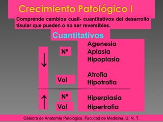 Agenesia  Aplasia  Hipoplasia Atrofia  Hipotrofia Hiperplasia  Hipertrofia Cuantitativos Cátedra de Anatomía Patológica. Facultad de Medicina. U. N. T. Comprende cambios cuali- cuantitativos del desarrollo tisular que pueden o no ser reversibles . ↓ ↑ Nº Vol Nº Vol 