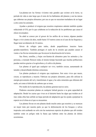 12
Las plantas son las formas vivientes más grandes que existen en la tierra, su
período de vida es más largo que el resto de los habitantes del planeta y son las únicas
que elaboran sus propios alimentos; por eso es que no necesitan trasladarse de un lugar
a otro como los animales.
Ayudan a producir el oxígeno que nosotros respiramos además también ayudan
reduciendo el CO2 por lo que colaboran en la reducción de los problemas que causa el
efecto invernadero.
Su edad se conoce por el grosor de los anillos de su tronco, algunas pueden
llegar a vivir cientos de años, medir hasta 115 metros como en el caso de las Sequoias y
llegar tener un diámetro de 16 metros.
Sirven de refugio para todos, desde pequeñísimos insectos hasta
grandes mamíferos. También protegen el suelo de la erosión que pueden causar el
viento o las lluvias torrenciales que favorecen la desertización de la tierra.
Sus flores, semillas, y hojas son fuentes de alimentos para los animales y las
personas, a menudo florecen todas al mismo tiempo haciendo que muchas poblaciones
puedan nutrirse gracias a la agricultura y el cultivo de plantas.
Las plantas al igual que cualquier ser vivo, también crecen, aumentando de
tamaño y desarrollando distintas estructuras.
Las plantas producen el oxígeno que respiramos. Son seres vivos que nacen,
crecen, se reproducen y mueren. Fabrican sus propios alimentos, para ello utilizan la
energía proveniente del sol y transforman el agua y las sales minerales que obtienen del
suelo, así como el dióxido de carbono que se toma.
Por medio de la reproducción, las plantas generan nuevos seres.
Podemos encontrar plantas en cualquier latitud gracias a su gran capacidad de
adaptación. Desde los cactus que viven en el desierto hasta las algas que residen en el
mar, todas ellas han sufrido un largo periodo de adaptación que les ayuda a perpetuar la
especie en el clima en el que se encuentren.
Las plantas llevan en este planeta desde mucho antes que nosotros y se merecen
un mejor trato por nuestra parte ya que la deforestación de los bosques y selvas
tropicales está acabando no solo con las numerosas especies de plantas que allí residen
también están en peligro toda la fauna que habitan entre las plantas de dichos
ecosistemas.
 