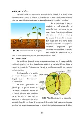 20
1. GERMINACIÓN.
La cáscara dura de la semilla de la planta protege al embrión en su interior de las
inclemencias del tiempo, el abuso y los depredadores. El embrión permanecerá latente
hasta que la combinación correcta de luz, calor y humedad la estimulen a germinar.
La germinación es el proceso
mediante el cual una semilla se
desarrolla hasta convertirse en una
nueva planta. Este proceso se lleva a
cabo cuando el embrión se hincha y
la cubierta de la semilla se rompe.
Para lograr esto, toda nueva planta
requiere de elementos básicos para su
desarrollo: temperatura, agua,
oxígeno y sales minerales. El ejemplo
más común de germinación es el
brote de un semillero a partir de una semilla de una planta floral.
1.1. Características.
La semilla se desarrolla desde un anterozoide situado en el interior del tubo
polínico de una flor. Éste llega al ovario ingresando por la micropila al óvulo, donde se
produce la fecundación. Posteriormente, el óvulo se transforma en semilla y el ovario en
pericarpio o fruto.
En el desarrollo de la semilla
se pueden distinguir tres estados
después que se ha efectuado
la polinización.
Se llama germinación al
proceso por el que se reanuda el
crecimiento embrionario después de
la fase de descanso. Este fenómeno
no se desencadena hasta que la
semilla no ha sido transportada hasta
un medio favorable por alguno de los agentes de dispersión. Cada especie prefiere para
germinar una temperatura determinada; en general, las condiciones extremas de frío o
FOTO 6. Etapas de crecimiento de una planta.
FOTO 7. Las diferentes partes de una semilla.
 