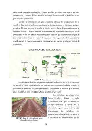 21
calor no favorecen la germinación. Algunas semillas necesitan pasar por un período
de dormancia y, después de éste, también un tiempo determinado de exposición a la luz
para iniciar la germinación.
Durante la germinación, el agua se difunde a través de las envolturas de la
semilla y llega hasta el embrión, que durante la fase de descanso se ha secado casi por
completo. El agua hace que la semilla se hinche, a veces hasta el extremo de rasgar la
envoltura externa. Diversas enzimas descomponen los nutrientes almacenados en el
endospermo en los cotiledones en sustancias más sencillas que son transportadas por el
interior del embrión hacia los centros de crecimiento. El oxígeno absorbido permite a la
semilla extraer la energía contenida en estos azúcares de reserva, y así poder iniciar el
crecimiento.
La radícula es el primer elemento embrionario en brotar a través de la envoltura
de la semilla. Forma pelos radicales que absorben agua y sujetan el embrión al suelo. A
continuación empieza a alargarse el hipocótilo, que empuja la plúmula, y en muchos
casos el cotiledón o los cotiledones, hacia la superficie del suelo.
Los cotiledones que salen a la luz
forman clorofila y llevan a cabo
la fotosíntesis hasta que se desarrollan
las hojas verdaderas a partir de la
plúmula. En algunas especies, sobre todo
de gramíneas, los cotiledones no
alcanzan nunca la superficie del suelo, y
la fotosíntesis no comienza hasta que noFOTO 9. Zona de cultivo donde serán
plantadas nuevas plantas.
FOTO 8. Proceso de germinación.
 