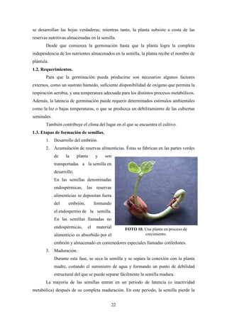 22
se desarrollan las hojas verdaderas; mientras tanto, la planta subsiste a costa de las
reservas nutritivas almacenadas en la semilla.
Desde que comienza la germinación hasta que la planta logra la completa
independencia de los nutrientes almacenados en la semilla, la planta recibe el nombre de
plántula.
1.2. Requerimientos.
Para que la germinación pueda producirse son necesarios algunos factores
externos, como un sustrato húmedo, suficiente disponibilidad de oxígeno que permita la
respiración aerobia, y una temperatura adecuada para los distintos procesos metabólicos.
Además, la latencia de germinación puede requerir determinados estímulos ambientales
como la luz o bajas temperaturas, o que se produzca un debilitamiento de las cubiertas
seminales.
También contribuye el clima del lugar en el que se encuentra el cultivo.
1.3. Etapas de formación de semillas.
1. Desarrollo del embrión.
2. Acumulación de reservas alimenticias. Éstas se fabrican en las partes verdes
de la planta y son
transportadas a la semilla en
desarrollo.
En las semillas denominadas
endospérmicas, las reservas
alimenticias se depositan fuera
del embrión, formando
el endospermo de la semilla.
En las semillas llamadas no
endospérmicas, el material
alimenticio es absorbido por el
embrión y almacenado en contenedores especiales llamadas cotiledones.
3. Maduración.
Durante esta fase, se seca la semilla y se separa la conexión con la planta
madre, cortando el suministro de agua y formando un punto de debilidad
estructural del que se puede separar fácilmente la semilla madura.
La mayoría de las semillas entran en un periodo de latencia (o inactividad
metabólica) después de su completa maduración. En este periodo, la semilla pierde la
FOTO 10. Una planta en proceso de
crecimiento.
 