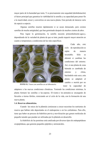 23
mayor parte de la humedad que tenía. Y es precisamente esta sequedad (deshidratación)
el factor principal que garantiza la viabilidad de la semilla y su capacidad para poner fin
a la inactividad, crecer y convertirse en una nueva planta. Este periodo de latencia varía
de especie a especie.
Algunas semillas mueren rápidamente si se secan demasiado, pero existen
semillas de mucha antigüedad, que han germinado después de muchos cientos de años.
Para lograr la germinación, la semilla necesita primordialmente agua y,
dependiendo de la variedad de planta de que se trate, puede requerir mayor atención en
cuanto a temperatura y condiciones de luz más específicas.
Cada año, este
ciclo de reproducción se
repite de manera
invariable. Sólo se
alterará si cambian las
condiciones del entorno.
Así, si una planta de zona
húmeda es cambiada de
entorno y clima,
haciéndolo más seco, esta
planta se adaptará al
cambio o morirá por no
tener la capacidad de
adaptarse a las nuevas condiciones climáticas. Teniendo las condiciones mínimas, la
planta formará las semillas o las esporas. El viento o los animales se encargarán de
llevarlos a tierras fértiles, reiniciando así el ciclo de la vida, con la formación de una
nueva planta.
1.4. Reservas alimenticias.
Cuando las raíces de la plántula comienzan a crecer necesitan los nutrientes de
reserva que habían sido depositadas en el endospermo o en los cotiledones. Para ello,
tiene que haber un proceso de hidrólisis previa y movilización que genere moléculas de
pequeño tamaño que puedan ser utilizadas por la plántula en desarrollo.
La hidrólisis de las proteínas está catalizada por diversos tipos de endopeptidasas
exopeptidasas, que generan pequeños péptidos y aminoácidos.
FOTO 11. Vasos con semillas en un laboratorio.
 