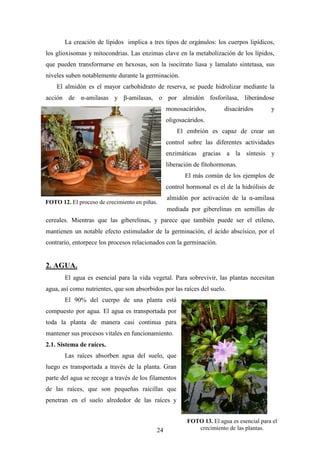 24
La creación de lípidos implica a tres tipos de orgánulos: los cuerpos lipídicos,
los glioxisomas y mitocondrias. Las enzimas clave en la metabolización de los lípidos,
que pueden transformarse en hexosas, son la isocitrato liasa y lamalato sintetasa, sus
niveles suben notablemente durante la germinación.
El almidón es el mayor carbohidrato de reserva, se puede hidrolizar mediante la
acción de α-amilasas y β-amilasas, o por almidón fosforilasa, liberándose
monosacáridos, disacáridos y
oligosacáridos.
El embrión es capaz de crear un
control sobre las diferentes actividades
enzimáticas gracias a la síntesis y
liberación de fitohormonas.
El más común de los ejemplos de
control hormonal es el de la hidrólisis de
almidón por activación de la α-amilasa
mediada por giberelinas en semillas de
cereales. Mientras que las giberelinas, y parece que también puede ser el etileno,
mantienen un notable efecto estimulador de la germinación, el ácido abscísico, por el
contrario, entorpece los procesos relacionados con la germinación.
2. AGUA.
El agua es esencial para la vida vegetal. Para sobrevivir, las plantas necesitan
agua, así como nutrientes, que son absorbidos por las raíces del suelo.
El 90% del cuerpo de una planta está
compuesto por agua. El agua es transportada por
toda la planta de manera casi continua para
mantener sus procesos vitales en funcionamiento.
2.1. Sistema de raíces.
Las raíces absorben agua del suelo, que
luego es transportada a través de la planta. Gran
parte del agua se recoge a través de los filamentos
de las raíces, que son pequeñas raicillas que
penetran en el suelo alrededor de las raíces y
FOTO 12. El proceso de crecimiento en piñas.
FOTO 13. El agua es esencial para el
crecimiento de las plantas.
 