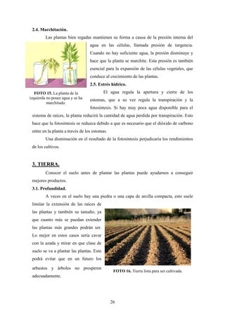26
2.4. Marchitación.
Las plantas bien regadas mantienen su forma a causa de la presión interna del
agua en las células, llamada presión de turgencia.
Cuando no hay suficiente agua, la presión disminuye y
hace que la planta se marchite. Esta presión es también
esencial para la expansión de las células vegetales, que
conduce al crecimiento de las plantas.
2.5. Estrés hídrico.
El agua regula la apertura y cierre de los
estomas, que a su vez regula la transpiración y la
fotosíntesis. Si hay muy poca agua disponible para el
sistema de raíces, la planta reducirá la cantidad de agua perdida por transpiración. Esto
hace que la fotosíntesis se reduzca debido a que es necesario que el dióxido de carbono
entre en la planta a través de los estomas.
Una disminución en el resultado de la fotosíntesis perjudicaría los rendimientos
de los cultivos.
3. TIERRA.
Conocer el suelo antes de plantar las plantas puede ayudarnos a conseguir
mejores productos.
3.1. Profundidad.
A veces en el suelo hay una piedra o una capa de arcilla compacta, esto suele
limitar la extensión de las raíces de
las plantas y también su tamaño, ya
que cuanto más se puedan extender
las plantas más grandes podrán ser.
Lo mejor en estos casos sería cavar
con la azada y mirar en que clase de
suelo se va a plantar las plantas. Esto
podrá evitar que en un futuro los
arbustos y árboles no prosperen
adecuadamente.
FOTO 15. La planta de la
izquierda no posee agua y se ha
marchitado.
FOTO 16. Tierra lista para ser cultivada.
 