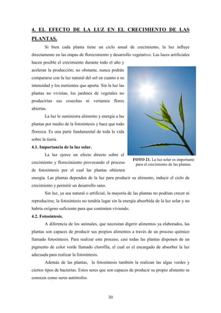 30
4. EL EFECTO DE LA LUZ EN EL CRECIMIENTO DE LAS
PLANTAS.
Si bien cada planta tiene un ciclo anual de crecimiento, la luz influye
directamente en las etapas de florecimiento y desarrollo vegetativo. Las luces artificiales
hacen posible el crecimiento durante todo el año y
aceleran la producción; no obstante, nunca podrán
compararse con la luz natural del sol en cuanto a su
intensidad y los nutrientes que aporta. Sin la luz las
plantas no vivirían, los jardines de vegetales no
producirían sus cosechas ni veríamos flores
abiertas.
La luz le suministra alimento y energía a las
plantas por medio de la fotosíntesis y hace que todo
florezca. Es una parte fundamental de toda la vida
sobre la tierra.
4.1. Importancia de la luz solar.
La luz ejerce un efecto directo sobre el
crecimiento y florecimiento provocando el proceso
de fotosíntesis por el cual las plantas obtienen
energía. Las plantas dependen de la luz para producir su alimento, inducir el ciclo de
crecimiento y permitir un desarrollo sano.
Sin luz, ya sea natural o artificial, la mayoría de las plantas no podrían crecer ni
reproducirse, la fotosíntesis no tendría lugar sin la energía absorbida de la luz solar y no
habría oxígeno suficiente para que continúen viviendo.
4.2. Fotosíntesis.
A diferencia de los animales, que necesitan digerir alimentos ya elaborados, las
plantas son capaces de producir sus propios alimentos a través de un proceso químico
llamado fotosíntesis. Para realizar este proceso, casi todas las plantas disponen de un
pigmento de color verde llamado clorofila, el cual es el encargado de absorber la luz
adecuada para realizar la fotosíntesis.
Además de las plantas, la fotosíntesis también la realizan las algas verdes y
ciertos tipos de bacterias. Estos seres que son capaces de producir su propio alimento se
conocen como seres autótrofos.
FOTO 21. La luz solar es importante
para el crecimiento de las plantas.
 