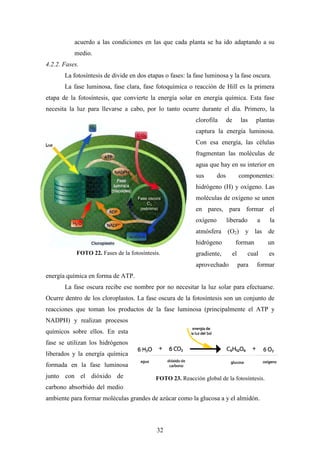32
acuerdo a las condiciones en las que cada planta se ha ido adaptando a su
medio.
4.2.2. Fases.
La fotosíntesis de divide en dos etapas o fases: la fase luminosa y la fase oscura.
La fase luminosa, fase clara, fase fotoquímica o reacción de Hill es la primera
etapa de la fotosíntesis, que convierte la energía solar en energía química. Esta fase
necesita la luz para llevarse a cabo, por lo tanto ocurre durante el día. Primero, la
clorofila de las plantas
captura la energía luminosa.
Con esa energía, las células
fragmentan las moléculas de
agua que hay en su interior en
sus dos componentes:
hidrógeno (H) y oxígeno. Las
moléculas de oxígeno se unen
en pares, para formar el
oxígeno liberado a la
atmósfera (O2) y las de
hidrógeno forman un
gradiente, el cual es
aprovechado para formar
energía química en forma de ATP.
La fase oscura recibe ese nombre por no necesitar la luz solar para efectuarse.
Ocurre dentro de los cloroplastos. La fase oscura de la fotosíntesis son un conjunto de
reacciones que toman los productos de la fase luminosa (principalmente el ATP y
NADPH) y realizan procesos
químicos sobre ellos. En esta
fase se utilizan los hidrógenos
liberados y la energía química
formada en la fase luminosa
junto con el dióxido de
carbono absorbido del medio
ambiente para formar moléculas grandes de azúcar como la glucosa a y el almidón.
FOTO 23. Reacción global de la fotosíntesis.
FOTO 22. Fases de la fotosíntesis.
 