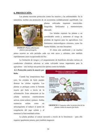 39
6. PROTECCIÓN.
Las plantas necesitan protección contra los insectos y las enfermedades. En la
naturaleza, reciben esa protección de un ecosistema cuidadosamente equilibrado. Las
plantas cultivadas requieren insecticidas,
fungicidas, fertilizantes y mantenimiento
adecuado.
Las heladas exponen las plantas a un
considerable estrés y aumentan el riesgo de
pérdidas de ingresos para los agricultores. Los
fenómenos meteorológicos extremos, como las
fuertes heladas, son más frecuentes.
El clima está cambiando y en muchos
países ocurren no solo períodos cada vez más secos y calientes, sino también
repetidamente casos excepcionales de frío.
La limitación de riesgos y el aseguramiento de beneficios elevados incluso en
condiciones climáticas adversas se están volviendo temas importantes para la
agricultura – esto incluye una protección óptima contra las heladas.
6.1. Protección contra la muerte por
hielo.
Cuando hay temperaturas bajo
cero, los cristales de hielo pueden
destruir las células vegetales. Las
plantas se protegen contra la llamada
muerte por hielo a través de la
aclimatación. Estas almacenan en las
células sustancias osmóticamente
activas, como azúcar y potasio. Ambas
sustancias actúan como un
anticongelante al reducir el punto de
congelación del jugo celular y al
mantener la funcionalidad celular.
La planta produce el azúcar necesario a través de la fotosíntesis – para ello
requiere igualmente potasio, pero también magnesio.
FOTO 27. Planta cubierta por
plástico para protegerla.
GRÁFICO 1. Esquema sobre la protección de las
plantas contra la muerte por hielo.
 