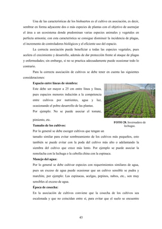 43
Una de las características de los biohuertos es el cultivo en asociación, es decir,
sembrar en forma adyacente dos o más especies de plantas con el objetivo de asemejar
el área a un ecosistema donde predominan varias especies animales y vegetales en
perfecta armonía; con esta característica se consigue disminuir la incidencia de plagas,
el incremento de controladores biológicos y el eficiente uso del espacio.
La correcta asociación puede beneficiar a todas las especies vegetales, pues
acelera el crecimiento y desarrollo, además de dar protección frente al ataque de plagas
y enfermedades; sin embargo, si no se practica adecuadamente puede ocasionar todo lo
contrario.
Para la correcta asociación de cultivos se debe tener en cuenta las siguientes
consideraciones:
Espacio entre líneas de siembra:
Este debe ser mayor a 25 cm entre línea y línea,
pues espacios menores inducirán a la competencia
entre cultivos por nutrientes, agua y luz,
ocasionando el pobre desarrollo de las plantas.
Por ejemplo: No se puede asociar el tomate,
pimiento, etc.
Tamaño de los cultivos:
Por lo general se debe escoger cultivos que tengan un
tamaño similar para evitar sombreamiento de los cultivos más pequeños, esto
también se puede evitar con la poda del cultivo más alto o adelantando la
siembra del cultivo que crece más lento. Por ejemplo se puede asociar la
remolacha con la lechuga o la cebolla china con la espinaca.
Manejo del agua:
Por lo general se debe cultivar especies con requerimientos similares de agua,
pues un exceso de agua puede ocasionar que un cultivo sensible se pudra y
marchite, por ejemplo: Las espinacas, acelgas, pepinos, nabos, etc., son muy
sensibles al exceso de agua.
Época de cosecha:
En la asociación de cultivos conviene que la cosecha de los cultivos sea
escalonada y que no coincidan entre sí, para evitar que el suelo se encuentre
FOTO 28. Invernadero de
lechugas.
 