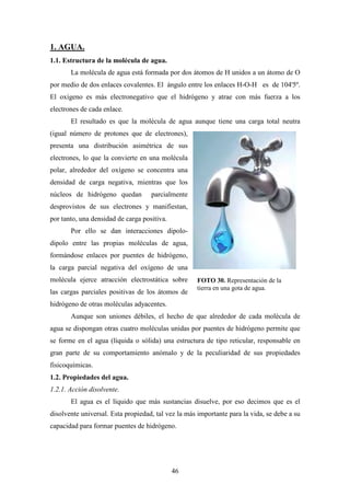 46
1. AGUA.
1.1. Estructura de la molécula de agua.
La molécula de agua está formada por dos átomos de H unidos a un átomo de O
por medio de dos enlaces covalentes. El ángulo entre los enlaces H-O-H es de 104'5º.
El oxígeno es más electronegativo que el hidrógeno y atrae con más fuerza a los
electrones de cada enlace.
El resultado es que la molécula de agua aunque tiene una carga total neutra
(igual número de protones que de electrones),
presenta una distribución asimétrica de sus
electrones, lo que la convierte en una molécula
polar, alrededor del oxígeno se concentra una
densidad de carga negativa, mientras que los
núcleos de hidrógeno quedan parcialmente
desprovistos de sus electrones y manifiestan,
por tanto, una densidad de carga positiva.
Por ello se dan interacciones dipolo-
dipolo entre las propias moléculas de agua,
formándose enlaces por puentes de hidrógeno,
la carga parcial negativa del oxígeno de una
molécula ejerce atracción electrostática sobre
las cargas parciales positivas de los átomos de
hidrógeno de otras moléculas adyacentes.
Aunque son uniones débiles, el hecho de que alrededor de cada molécula de
agua se dispongan otras cuatro moléculas unidas por puentes de hidrógeno permite que
se forme en el agua (líquida o sólida) una estructura de tipo reticular, responsable en
gran parte de su comportamiento anómalo y de la peculiaridad de sus propiedades
fisicoquímicas.
1.2. Propiedades del agua.
1.2.1. Acción disolvente.
El agua es el líquido que más sustancias disuelve, por eso decimos que es el
disolvente universal. Esta propiedad, tal vez la más importante para la vida, se debe a su
capacidad para formar puentes de hidrógeno.
FOTO 30. Representación de la
tierra en una gota de agua.
 