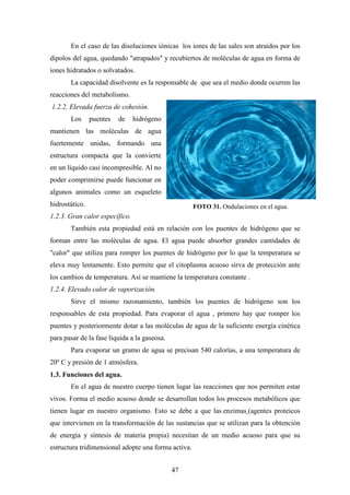 47
En el caso de las disoluciones iónicas los iones de las sales son atraídos por los
dipolos del agua, quedando "atrapados" y recubiertos de moléculas de agua en forma de
iones hidratados o solvatados.
La capacidad disolvente es la responsable de que sea el medio donde ocurren las
reacciones del metabolismo.
1.2.2. Elevada fuerza de cohesión.
Los puentes de hidrógeno
mantienen las moléculas de agua
fuertemente unidas, formando una
estructura compacta que la convierte
en un líquido casi incompresible. Al no
poder comprimirse puede funcionar en
algunos animales como un esqueleto
hidrostático.
1.2.3. Gran calor específico.
También esta propiedad está en relación con los puentes de hidrógeno que se
forman entre las moléculas de agua. El agua puede absorber grandes cantidades de
"calor" que utiliza para romper los puentes de hidrógeno por lo que la temperatura se
eleva muy lentamente. Esto permite que el citoplasma acuoso sirva de protección ante
los cambios de temperatura. Así se mantiene la temperatura constante .
1.2.4. Elevado calor de vaporización.
Sirve el mismo razonamiento, también los puentes de hidrógeno son los
responsables de esta propiedad. Para evaporar el agua , primero hay que romper los
puentes y posteriormente dotar a las moléculas de agua de la suficiente energía cinética
para pasar de la fase líquida a la gaseosa.
Para evaporar un gramo de agua se precisan 540 calorías, a una temperatura de
20º C y presión de 1 atmósfera.
1.3. Funciones del agua.
En el agua de nuestro cuerpo tienen lugar las reacciones que nos permiten estar
vivos. Forma el medio acuoso donde se desarrollan todos los procesos metabólicos que
tienen lugar en nuestro organismo. Esto se debe a que las enzimas (agentes proteicos
que intervienen en la transformación de las sustancias que se utilizan para la obtención
de energía y síntesis de materia propia) necesitan de un medio acuoso para que su
estructura tridimensional adopte una forma activa.
FOTO 31. Ondulaciones en el agua.
 