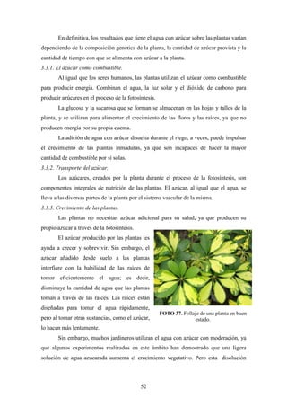 52
En definitiva, los resultados que tiene el agua con azúcar sobre las plantas varían
dependiendo de la composición genética de la planta, la cantidad de azúcar provista y la
cantidad de tiempo con que se alimenta con azúcar a la planta.
3.3.1. El azúcar como combustible.
Al igual que los seres humanos, las plantas utilizan el azúcar como combustible
para producir energía. Combinan el agua, la luz solar y el dióxido de carbono para
producir azúcares en el proceso de la fotosíntesis.
La glucosa y la sacarosa que se forman se almacenan en las hojas y tallos de la
planta, y se utilizan para alimentar el crecimiento de las flores y las raíces, ya que no
producen energía por su propia cuenta.
La adición de agua con azúcar disuelta durante el riego, a veces, puede impulsar
el crecimiento de las plantas inmaduras, ya que son incapaces de hacer la mayor
cantidad de combustible por sí solas.
3.3.2. Transporte del azúcar.
Los azúcares, creados por la planta durante el proceso de la fotosíntesis, son
componentes integrales de nutrición de las plantas. El azúcar, al igual que el agua, se
lleva a las diversas partes de la planta por el sistema vascular de la misma.
3.3.3. Crecimiento de las plantas.
Las plantas no necesitan azúcar adicional para su salud, ya que producen su
propio azúcar a través de la fotosíntesis.
El azúcar producido por las plantas les
ayuda a crecer y sobrevivir. Sin embargo, el
azúcar añadido desde suelo a las plantas
interfiere con la habilidad de las raíces de
tomar eficientemente el agua; es decir,
disminuye la cantidad de agua que las plantas
toman a través de las raíces. Las raíces están
diseñadas para tomar el agua rápidamente,
pero al tomar otras sustancias, como el azúcar,
lo hacen más lentamente.
Sin embargo, muchos jardineros utilizan el agua con azúcar con moderación, ya
que algunos experimentos realizados en este ámbito han demostrado que una ligera
solución de agua azucarada aumenta el crecimiento vegetativo. Pero esta disolución
FOTO 37. Follaje de una planta en buen
estado.
 