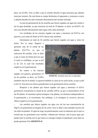 86
decir, un 62,50%. Esto se debe a que la semilla absorbe el agua necesaria que además
entra por ósmosis. De esta forma se rompe fácilmente el tegumento y comienza a crecer
y además absorbe las sales minerales directamente del sustrato utilizado.
La tasa de germinación de las semillas que fueron regadas con agua fue similar a
las de agua destilada, ya que crecieron un total de 29 plantas, es decir, un 60,42%. En
este caso absorbe directamente tanto agua como sales minerales
Los resultados de las macetas regadas con agua y amoniaco (al 0,01%), con
gaseosa y con zumo de limón al 4,5% fueron muy similares.
Germinaron un total de 26 semillas que fueron regadas con agua y zumo de
limón. Por lo tanto, llegaron a
germinar más de la mitad de las
plantas (54,17%), ya que se
cultivaron 48 semillas. Esto se debe
a que el zumo de limón provoca que
el suelo se acidifique, ya que su pH
es de 2,8; lo cual trae resultados
negativos en la germinación.
En cuanto a las macetas
regadas con gaseosa, germinaron 25
de 48 semillas; es decir, un 52,08%
(también más de la mitad). La gaseosa también es causa de un suelo ácido, ya que su pH
es de 2,4. Esto provoca efectos perjudiciales en la germinación de las semillas.
Respecto a las plantas que fueron regadas con agua y amoniaco al 0,01%
germinaron exactamente la mitad de las semillas (50%); ya que se desarrollaron 24 de
las 48 alubias. El amoniaco aporta nitrógeno a las plantas, un elemento indispensable en
la germinación y el crecimiento. Sin embargo, si el nitrógeno es excesivo, provoca
efectos negativos en la germinación.
- Las semillas que fueron regadas con agua con sal (en una concentración de
50gr/L) no germinaron en ninguna de las series. Esto se debe a una cantidad excesiva de
sal sobre las plantas. El agua de riego era prácticamente como la salmuera; por lo que es
normal que no germinasen esas semillas. Además por ósmosis, sale la poca agua que
puede tener la semilla, por lo que nunca se consigue romper el tegumento y por tanto no
puede germinar (Ver GRÁFICO 4).
FOTO 55. Semillas antes de ser plantadas.
 