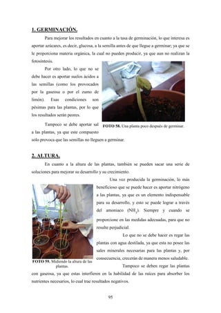 95
1. GERMINACIÓN.
Para mejorar los resultados en cuanto a la tasa de germinación, lo que interesa es
aportar azúcares, es decir, glucosa, a la semilla antes de que llegue a germinar; ya que se
le proporciona materia orgánica, la cual no pueden producir, ya que aun no realizan la
fotosíntesis.
Por otro lado, lo que no se
debe hacer es aportar suelos ácidos a
las semillas (como los provocados
por la gaseosa o por el zumo de
limón). Esas condiciones son
pésimas para las plantas, por lo que
los resultados serán peores.
Tampoco se debe aportar sal
a las plantas, ya que este compuesto
solo provoca que las semillas no lleguen a germinar.
2. ALTURA.
En cuanto a la altura de las plantas, también se pueden sacar una serie de
soluciones para mejorar su desarrollo y su crecimiento.
Una vez producida la germinación, lo más
beneficioso que se puede hacer es aportar nitrógeno
a las plantas, ya que es un elemento indispensable
para su desarrollo, y esto se puede lograr a través
del amoniaco (NH3
). Siempre y cuando se
proporcione en las medidas adecuadas, para que no
resulte perjudicial.
Lo que no se debe hacer es regar las
plantas con agua destilada, ya que esta no posee las
sales minerales necesarias para las plantas y, por
consecuencia, crecerán de manera menos saludable.
Tampoco se deben regar las plantas
con gaseosa, ya que estas interfieren en la habilidad de las raíces para absorber los
nutrientes necesarios, lo cual trae resultados negativos.
FOTO 58. Una planta poco después de germinar.
FOTO 59. Midiendo la altura de las
plantas.
 