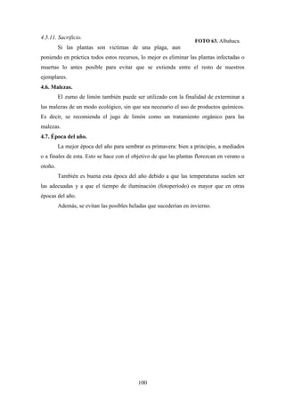 100
FOTO 63. Albahaca.
4.5.11. Sacrificio.
Si las plantas son victimas de una plaga, aun
poniendo en práctica todos estos recursos, lo mejor es eliminar las plantas infectadas o
muertas lo antes posible para evitar que se extienda entre el resto de nuestros
ejemplares.
4.6. Malezas.
El zumo de limón también puede ser utilizado con la finalidad de exterminar a
las malezas de un modo ecológico, sin que sea necesario el uso de productos químicos.
Es decir, se recomienda el jugo de limón como un tratamiento orgánico para las
malezas.
4.7. Época del año.
La mejor época del año para sembrar es primavera: bien a principio, a mediados
o a finales de esta. Esto se hace con el objetivo de que las plantas florezcan en verano u
otoño.
También es buena esta época del año debido a que las temperaturas suelen ser
las adecuadas y a que el tiempo de iluminación (fotoperíodo) es mayor que en otras
épocas del año.
Además, se evitan las posibles heladas que sucederían en invierno.
 