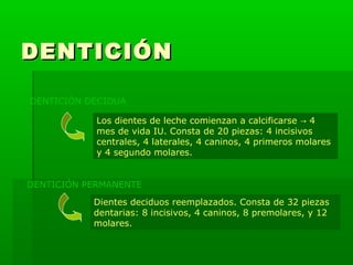 DENTICIÓN

DENTICIÓN DECIDUA

            Los dientes de leche comienzan a calcificarse → 4
            mes de vida IU. Consta de 20 piezas: 4 incisivos
            centrales, 4 laterales, 4 caninos, 4 primeros molares
            y 4 segundo molares.


DENTICIÓN PERMANENTE
           Dientes deciduos reemplazados. Consta de 32 piezas
           dentarias: 8 incisivos, 4 caninos, 8 premolares, y 12
           molares.
 