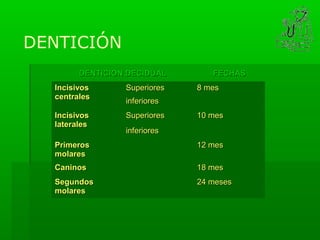 DENTICIÓN
        DENTICION DECIDUAL       FECHAS
  Incisivos      Superiores   8 mes
  centrales
                 inferiores
  Incisivos      Superiores   10 mes
  laterales
                 inferiores
  Primeros                    12 mes
  molares
  Caninos                     18 mes
  Segundos                    24 meses
  molares
 