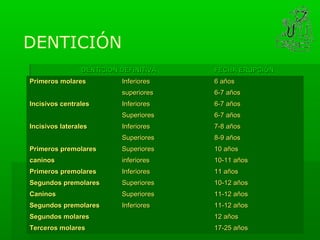 DENTICIÓN
                 DENTICION DEFINITIVA   FECHA ERUPCIÓN
Primeros molares           Inferiores   6 años
                           superiores   6-7 años
Incisivos centrales        Inferiores   6-7 años
                           Superiores   6-7 años
Incisivos laterales        Inferiores   7-8 años
                           Superiores   8-9 años
Primeros premolares        Superiores   10 años
caninos                    inferiores   10-11 años
Primeros premolares        Inferiores   11 años
Segundos premolares        Superiores   10-12 años
Caninos                    Superiores   11-12 años
Segundos premolares        Inferiores   11-12 años
Segundos molares                        12 años
Terceros molares                        17-25 años
 