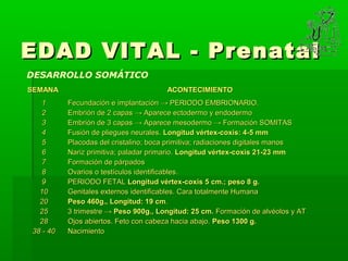 Comienza: concepción → nacimiento


EDAD VITAL - Prenatal
DESARROLLO SOMÁTICO
SEMANA                                ACONTECIMIENTO
   1      Fecundación e implantación → PERIODO EMBRIONARIO.
   2      Embrión de 2 capas → Aparece ectodermo y endodermo
   3      Embrión de 3 capas → Aparece mesodermo → Formación SOMITAS
   4      Fusión de pliegues neurales. Longitud vértex-coxis: 4-5 mm
   5      Placodas del cristalino; boca primitiva; radiaciones digitales manos
   6      Nariz primitiva; paladar primario. Longitud vértex-coxis 21-23 mm
   7      Formación de párpados
   8      Ovarios o testículos identificables.
   9      PERIODO FETAL Longitud vértex-coxis 5 cm.; peso 8 g.
  10      Genitales externos identificables. Cara totalmente Humana
  20      Peso 460g., Longitud: 19 cm.
  25      3 trimestre → Peso 900g., Longitud: 25 cm. Formación de alvéolos y AT
  28      Ojos abiertos. Feto con cabeza hacia abajo. Peso 1300 g.
38 - 40   Nacimiento
 