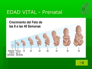 EDAD VITAL - Prenatal
 