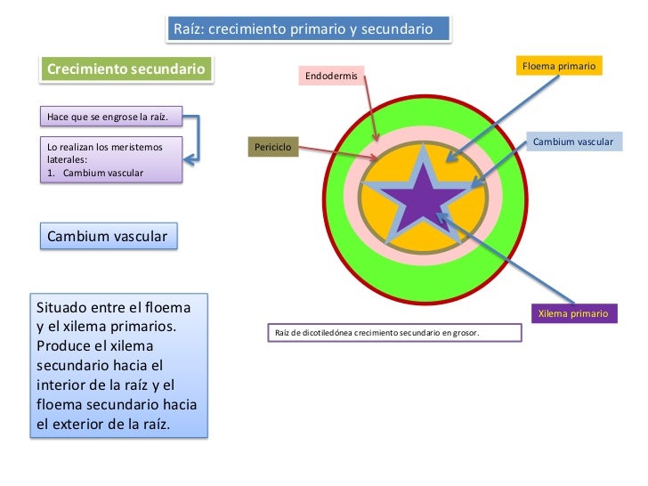 Crecimiento primario secundarioraiztallo