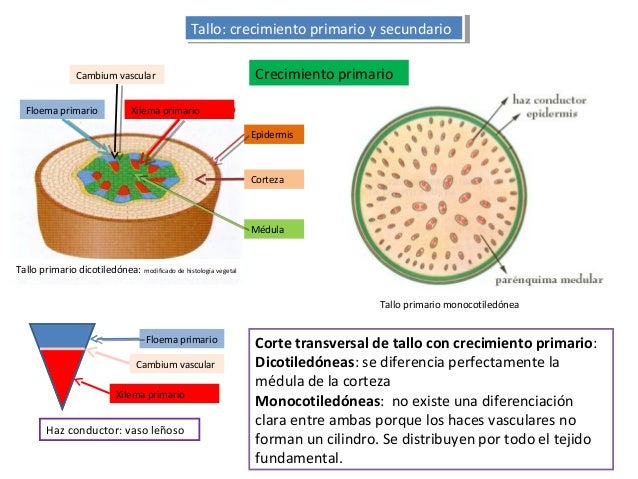 Resultado de imagen de crecimiento primario tallo planta