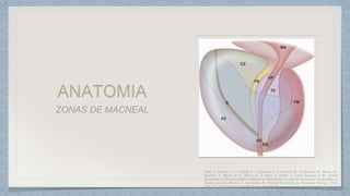 ANATOMIA
 
