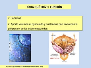 HOGAR DE PENSIONISTAS DEL BERRÓN. NOVIEMBRE 2009 PARA QUÉ SIRVE:  FUNCIÓN Fertilidad  Aporta volumen al eyaculado y sustancias que favorecen la progresión de los espermatozoides. 