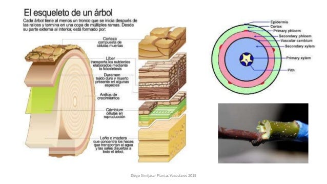 Crecimiento secundario