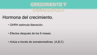 Hormona del crecimiento.
• GHRH estimula liberación.
• Efectos después de los 6 meses.
• Actúa a través de somatomedinas. (A,B,C)
 