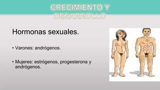 Hormonas sexuales.
• Varones: andrógenos.
• Mujeres: estrógenos, progesterona y
andrógenos.
 
