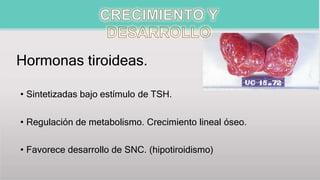 Hormonas tiroideas.
• Sintetizadas bajo estímulo de TSH.
• Regulación de metabolismo. Crecimiento lineal óseo.
• Favorece desarrollo de SNC. (hipotiroidismo)
 