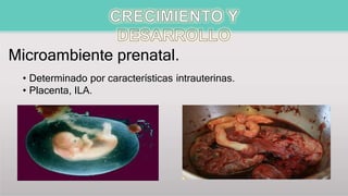 Microambiente prenatal.
• Determinado por características intrauterinas.
• Placenta, ILA.
 