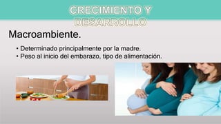 Macroambiente.
• Determinado principalmente por la madre.
• Peso al inicio del embarazo, tipo de alimentación.
 