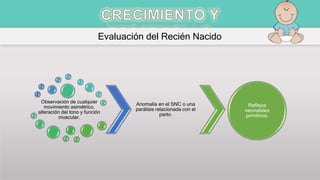 Evaluación del Recién Nacido
Observación de cualquier
movimiento asimétrico,
alteración del tono y función
muscular.
Anomalía en el SNC o una
parálisis relacionada con el
parto.
Reflejos
neonatales
primitivos.
 